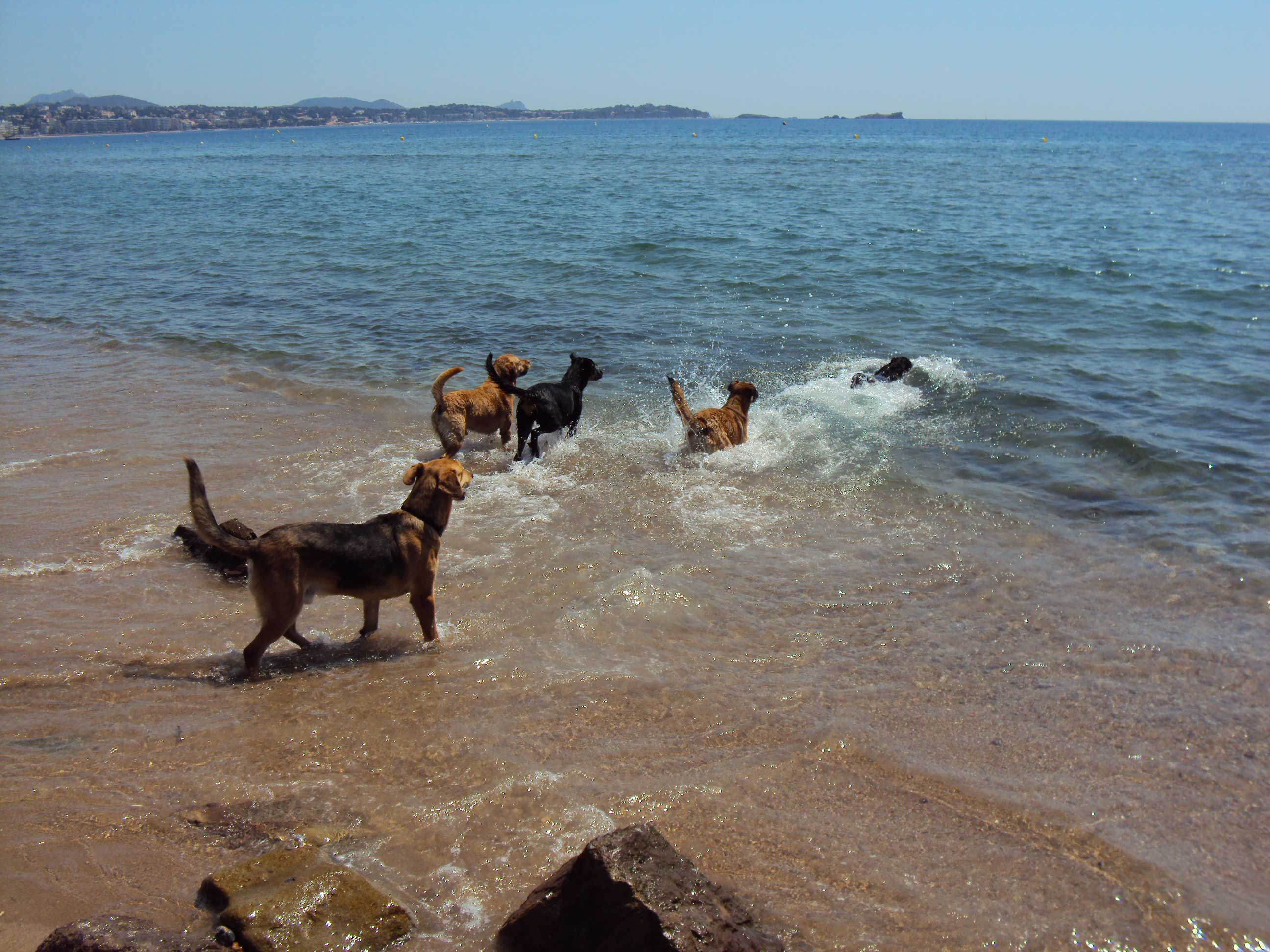 animaux
